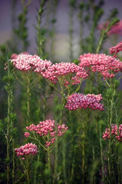 Australische Inheemse Roze Rijstbloem Ozothamnus Diosmifolius Familie Asteraceae Ook Bekend — Stockfoto