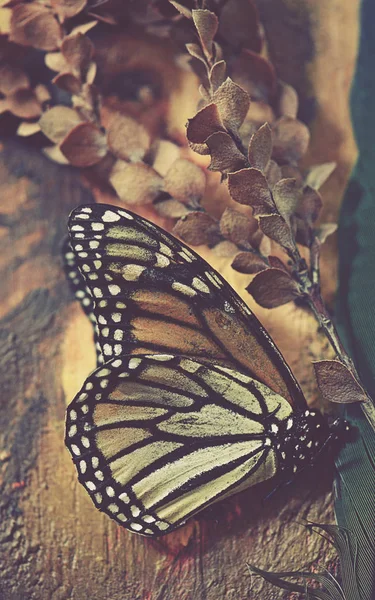 Bodegón Vintage Una Mariposa Muerta Pluma Planta Prensada Seca Sobre — Foto de Stock