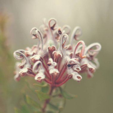 Avustralya doğumlu Grevillea buxifolia çiçeği, Proteaceae ailesi, Temptation Creek, Royal National Park, New South Wales, Avustralya. Yüzeyin derinliği. Genellikle Gri Örümcek Çiçeği ya da Kutusundan Çıkan Grevillea olarak bilinir..