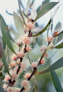 Avustralya doğumlu Hakea dactyloides çiçekleri, Proteaceae ailesi, yazın Avustralya 'nın Yeni Güney Galler bölgesindeki Royal National Park' ta yetişir. Genel olarak Parmak Hakea olarak bilinir. Güneydoğu Queensland 'deki küçük nüfusla Nsw' a salgın hastalık. 