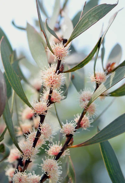 Australische Hakea Dactyloides Flower Familie Proteaceae Groeit Zomer Heide Het — Stockfoto