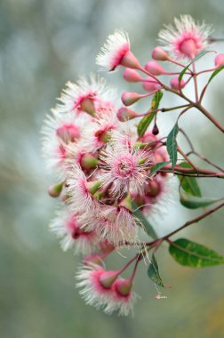 Pink and white blossoms and buds of the Australian native Corymbia Fairy Floss, family Myrtaceae. Cultivar of Corymbia ficifolia which is endemic to Western Australia clipart