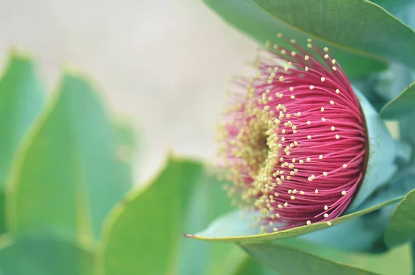 Avustralya 'nın yerlisi Mottlecah' ın büyük kırmızı çiçeği, okaliptüs makrocarpa, Myrtaceae ailesi. Batı Avustralya 'ya salgın hastalık. Çiçekler cinsler için en büyüğüdür..