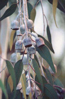 Avustralya yerlisi Gümüş Prenses Eucalyptus caesia 'nın, Myrtaceae ailesinin büyük beyaz ve koyu yeşil yaprakları. Batı Avustralya Endemisi.