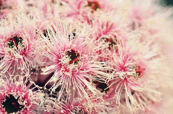 Detailní Záběr Skupiny Růžových Bílých Květů Pupenů Australského Rodáka Corymbia — Stock fotografie