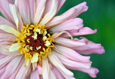 Yeşil arka planda pembe bir Zinnia elegans çiçeğine yakın durun. Görünür merkezi olan tek çiçekli bir zinya. Papatya familyasının yıllık popüler bahçe bitkisi Asteraceae. Kuzey ve Orta Amerika 'ya Endemik.