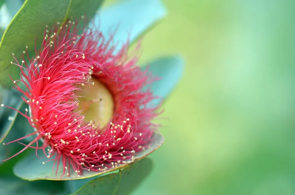 Большой Красный Цветок Сине Зеленая Листва Австралийского Происхождения Mottlecah Eucalyptus — стоковое фото