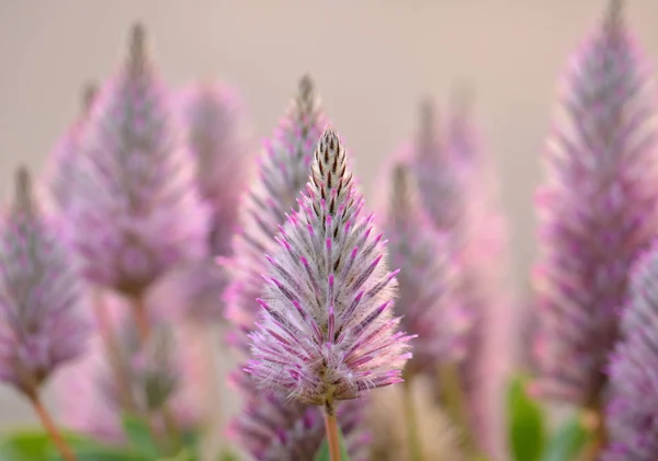 Tüylü Avustralyalı yerli mor Ptilotus exaltatus çiçekleri, Amaranthaceae ailesi. Yerli Avustralyalılar tarafından Mulla Mulla olarak adlandırıldı. Kuraklığa dayanıklı su bahçesi bitkisi.