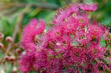 Avustralya yerlisi Corymbia grefti, Myrtaceae ailesinin pembe çiçekleri ve tomurcukları. Batı Avustralya 'ya özgü olan Corymbia ficifolia' nın Cultivar 'ı