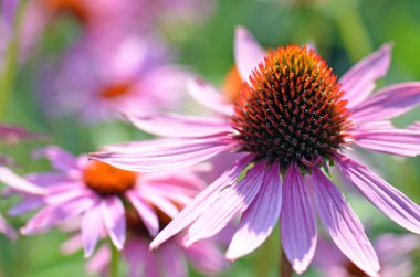 Parlak ve canlı bir çiçek bahçesi sahnesi, soluk pembe bir koni çiçeğinin yakın çekimi, Echinacea purpurea, Asteraceae ailesi. Sığ alan derinliği.