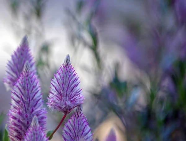 Moody ethereal Australian native purple Ptilotus exaltatus Joey wildflowers, family Amaranthaceae. Called Mulla Mulla by indigenous Australians.