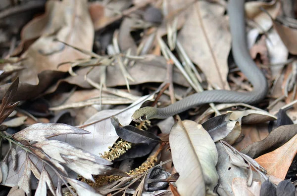 Australian Native Small Venomous Elapid Yellow Faced Whip Snake Demansia — 스톡 사진