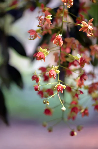 Pendulous Flowers Leichhardt Bean Tree Cassia Brewsteri Family Fabaceae Endémica — Foto de Stock