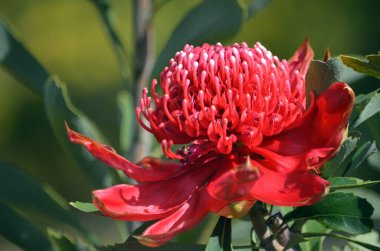 Avustralya 'nın yerli Waratah' ı, Telopea Specosissima 'sı, Proteaceae ailesi. Avustralya, Yeni Güney Galler eyaletinin çiçek amblemi..