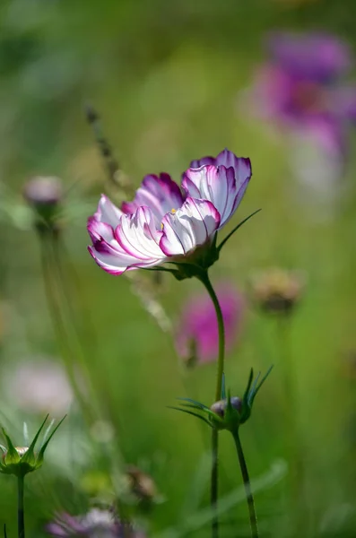 Back lit white and pink Cosmos flower in dreamy green meadow