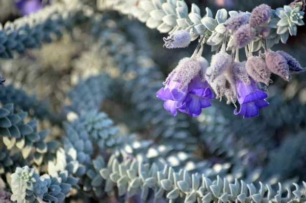Flores Púrpuras Follaje Gris Nativa Australiana Woolly Calyxed Eremophila Eremophila — Foto de Stock