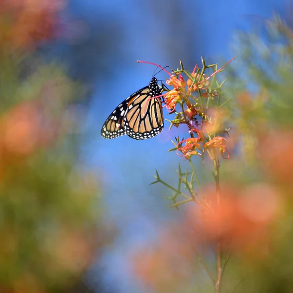 Farfalla Monarca Danaus Plexippus Famiglia Nymphalidae Che Nutre Una Grevillea — Foto Stock