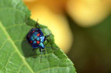 Renkli Hibiscus Harlequin Bug, Tectocoris diophthalmus, Scutelleridae ailesi. Avustralya, Yeni Gine ve Pasifik Adalarına Endemik.