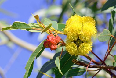 Eucalyptus eritrokorys, Myrtaceae familyasından Mallee sakız ağacının canlı sarı çiçekleri. Ayrıca Illyarrie, Red Ciklet veya Helmet fındık sakızı olarak da bilinir. Batı Avustralya 'ya salgın hastalık. Çiçekler yazın sonundan sonbaharın başına kadar. Alt gen Eudesmia.