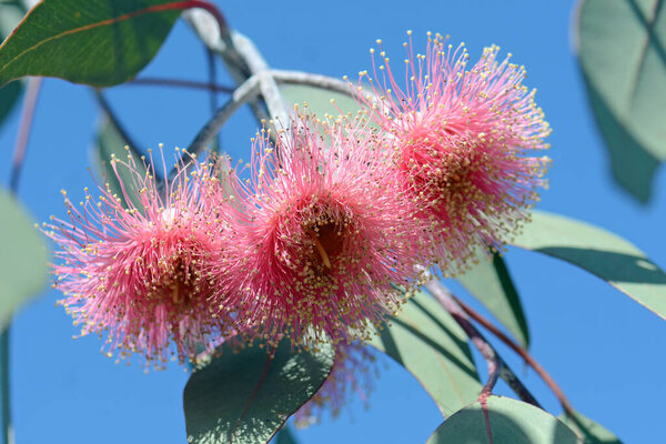 Three pink blossoms of Australian native Eucalyptus caesia subspecies magna, family Myrtaceae. Endemic to Western Australia. Also known as the Silver Princess. 