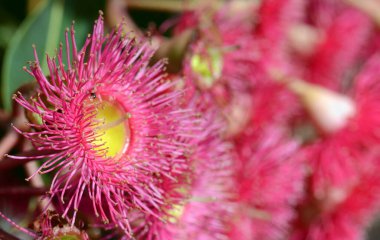 Kırmızı çiklet ağacının çiçek açması, Corymbia fiifolia türü, Myrtaceae ailesi. Batı Avustralya 'nın güney batı kıyısında bir salgın. Sığ alan derinliği