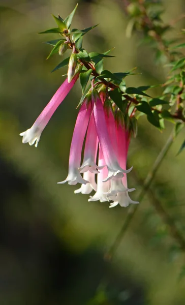 Розовые Красные Белые Колокольчатые Цветки Австралийских Fuchsia Heath Epacris Longiflora — стоковое фото