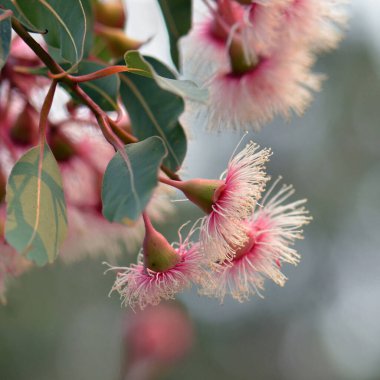 Avustralya 'nın yerlisi Corymbia Fairy Floss' un pembe ve beyaz çiçekleri, Myrtaceae ailesi. Batı Avustralya 'ya özgü Corymbia fifififiifolia tarlası. 