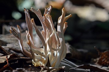 Coral fungi, Ramaria species, growing in leaf litter on temperate rainforest floor, Royal National Park, Sydney, Australia clipart