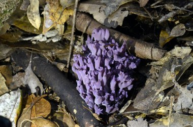 Luminous purple coral fungi, Clavaria zollingeri, growing in leaf litter on temperate rainforest floor, Royal National Park, Sydney, Australia clipart