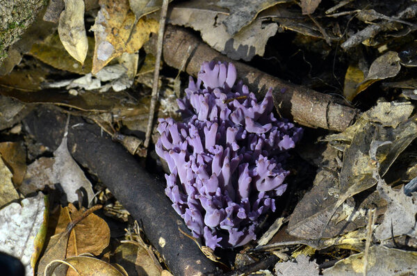 Luminous purple coral fungi, Clavaria zollingeri, growing in leaf litter on temperate rainforest floor, Royal National Park, Sydney, Australia