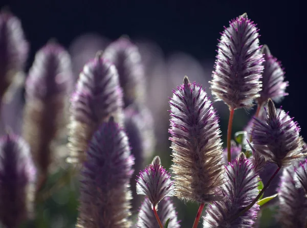 Australian native backlit purple Ptilotus exaltatus Joey wildflowers, family Amaranthaceae. Called Mulla Mulla by indigenous Australians.