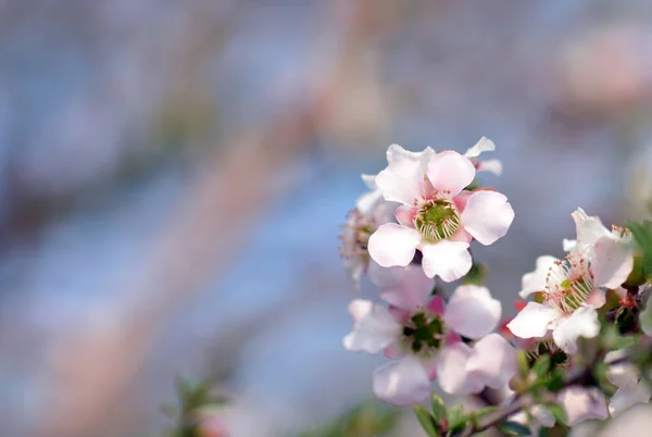 桃の花のピンクと白の花と芽茶の木海岸線 ロイヤル国立公園 シドニー ニューサウスウェールズ州 オーストラリアの健康状態で成長するLeppostpermum Squarrosum ファミリー マートカアイ — ストック写真