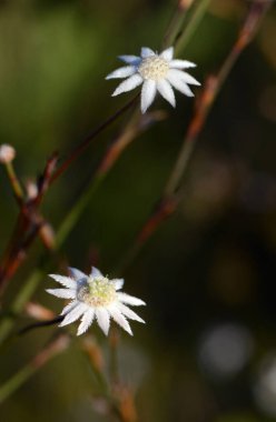 İki Avustralyalı Lesser Flannel Flower, Actinotus minor, Apiaceae ailesi. Beyaz kadife gibi frenler çiçeğe papatya gibi bir görünüm verir. Kraliyet Ulusal Parkı, Sydney, NSW, Avustralya.