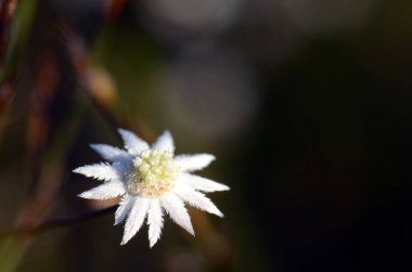Avustralyalı Lesser Flannel Flower, Actinotus minor, Apiaceae ailesi. Beyaz kadife gibi frenler çiçeğe papatya gibi bir görünüm verir. Kraliyet Ulusal Parkı, Sydney, NSW, Avustralya.