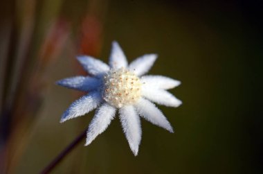 Avustralyalı Lesser Flannel Flower, Actinotus minor, Apiaceae ailesi. Beyaz kadife gibi frenler çiçeğe papatya gibi bir görünüm verir. Kraliyet Ulusal Parkı, Sydney, NSW, Avustralya.
