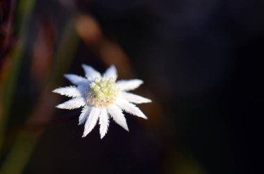 Avustralyalı Lesser Flannel Flower, Actinotus minor, Apiaceae ailesi. Beyaz kadife gibi frenler çiçeğe papatya gibi bir görünüm verir. Kraliyet Ulusal Parkı, Sydney, NSW, Avustralya.