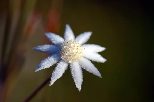 Avustralyalı Lesser Flannel Flower, Actinotus minor, Apiaceae ailesi. Beyaz kadife gibi frenler çiçeğe papatya gibi bir görünüm verir. Kraliyet Ulusal Parkı, Sydney, NSW, Avustralya.