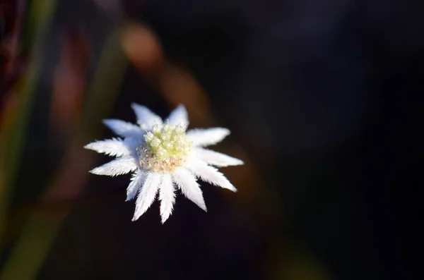 Australian native Lesser Flannel Flower, Actinotus minor, family Apiaceae. White velvet-like bracts gives the flower head a daisy-like appearance. Royal national Park, Sydney, NSW, Australia.