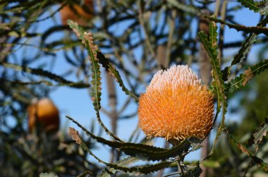 White and orange inflorescence of the Acorn Banksia, Banksia prionotes, family Proteaceae. Native to Western Australia.  Individual flowers open bottom to top resulting in acorn-like appearance clipart