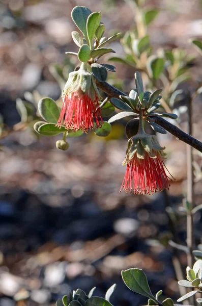 Красный Цветок Австралийской Дикой Розы Diplolaena Mollis Семейство Rutaceae Эндемик — стоковое фото