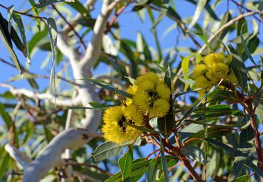 Eucalyptus eritrokorys, Myrtaceae familyasından Mallee sakız ağacının canlı sarı çiçekleri. Ayrıca Illyarrie, Red Ciklet veya Helmet fındık sakızı olarak da bilinir. Batı Avustralya 'ya salgın hastalık. Çiçekler yazın sonundan sonbaharın başına kadar. Alt gen Eudesmia.