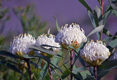 Dört dayanıklı, kuraklığa dayanıklı su bilge Avustralyalı beyaz kadın savaş atları, Telopea Specosissima, Proteaceae ailesi