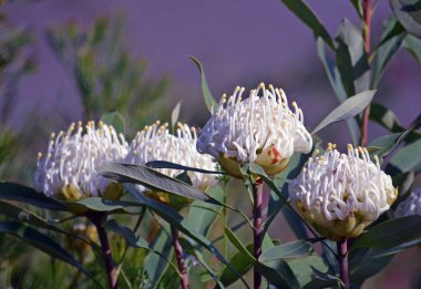 Four hardy, drought tolerant water-wise Australian native white Shady Lady waratahs, Telopea speciosissima, family Proteaceae clipart