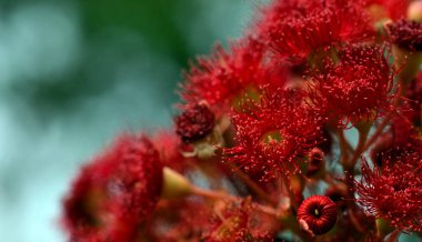 Avustralya 'nın yerli Corymbia fiifolia Wildfire familyasından kırmızı sakız ağacı çiçekleri ve tomurcukları, Myrtaceae Ailesi. Endemic to Stirling Ranges Albany yakınlarında Batı Avustralya 'nın güney batı kıyısında..