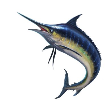 Blue marlin on white clipart