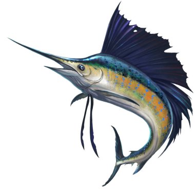 Sailfish beyaz