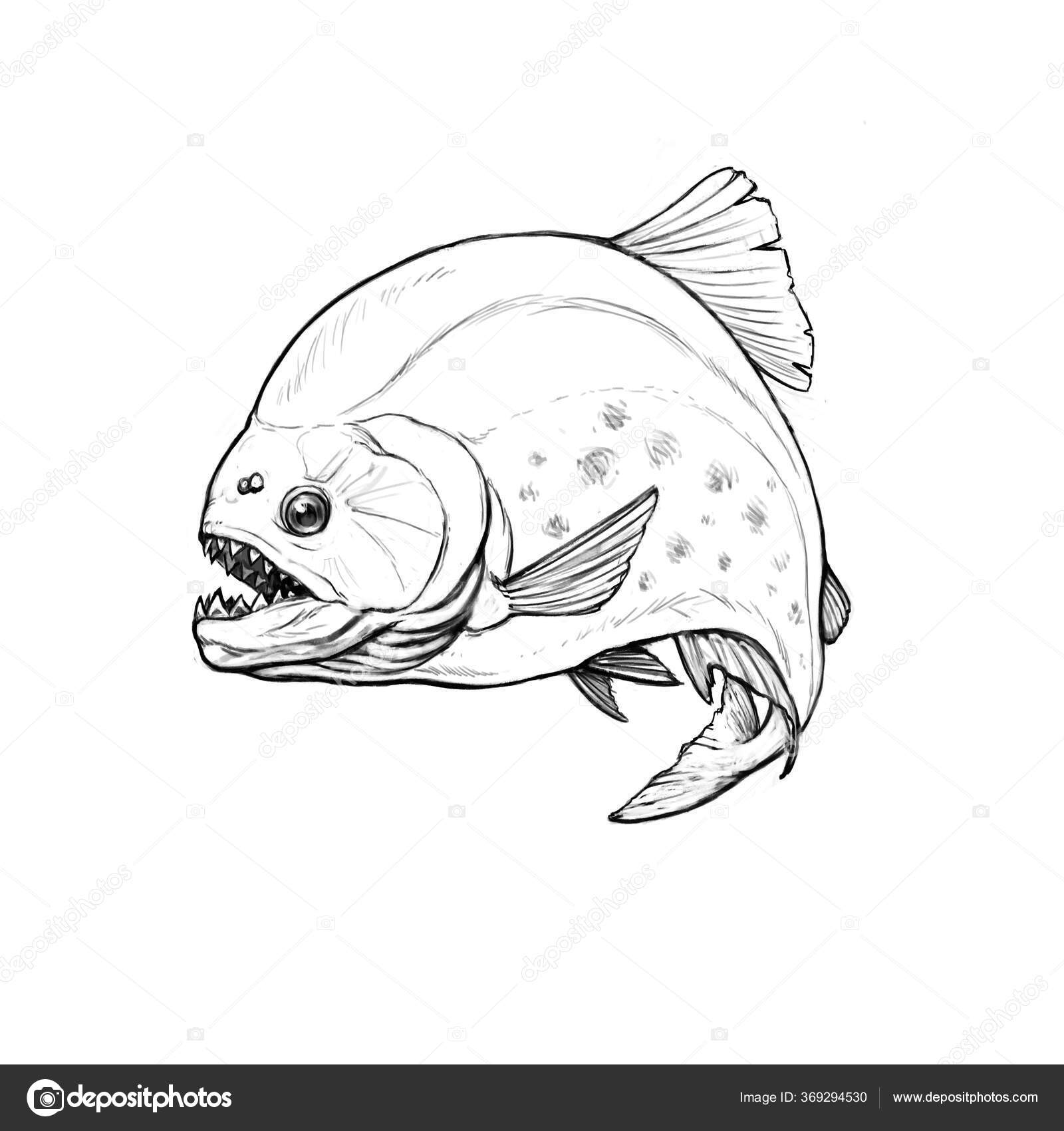Pirayans Fiskskiss Hoppar Upp Amazonfloden Skiss Linjär Stor Piraya  Realistisk — stockillustration av ©sproutnft@gmail.com #369294530, image size:1600x1700
