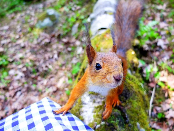 Ciekawy wiewiórka zbliżenie — Zdjęcie stockowe