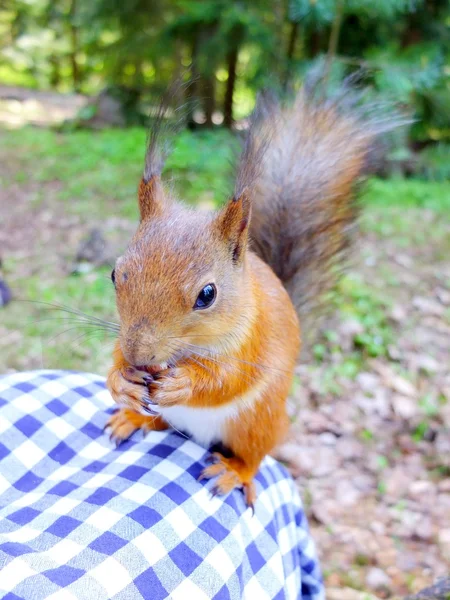 Esquilo comer uma noz — Fotografia de Stock