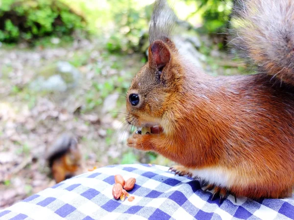 Esquilo comer uma noz — Fotografia de Stock